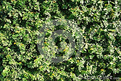 A ficus green wall Stock Photo