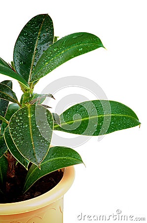 Ficus Leaves Stock Photo