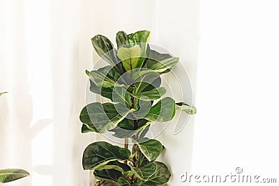 Ficus Lyrata. Beautiful fiddle leaf tree leaves on white background. Fresh new green leaves growing from fig tree. Houseplant. Stock Photo