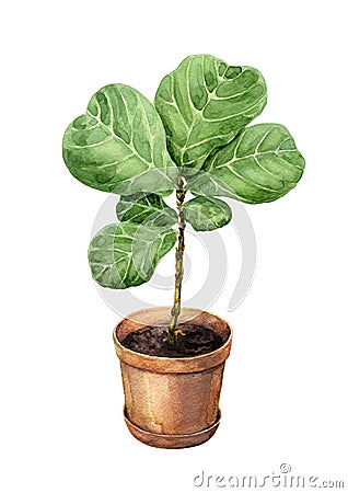 Ficus Lyre in clay flowerpot. Stock Photo