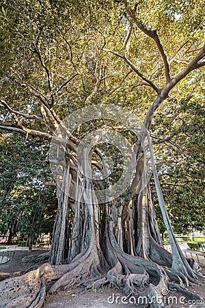 Ficus macrophylla in Palermo Stock Photo