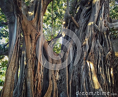 Old fig tree in Palermo Stock Photo