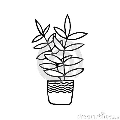 Ficus, pipal, rubber plant in pot. element in hand drawn style. simple liner doodle scandinavian Stock Photo