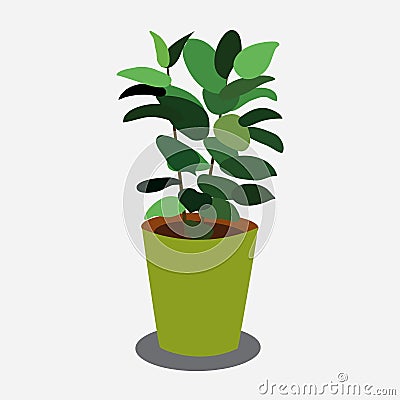 Ficus plant in pistachio pot isolated on white background. Hand draw vector illustration. Can use as icons household Vector Illustration