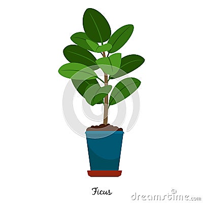 Ficus plant in pot Vector Illustration