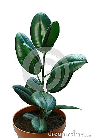 Ficus, a potted houseplant. Isolated on white background. Stock Photo