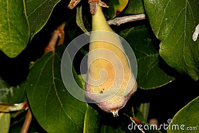 Ficus pumila adult form Stock Photo