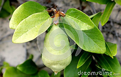 Ficus pumila adult form Stock Photo