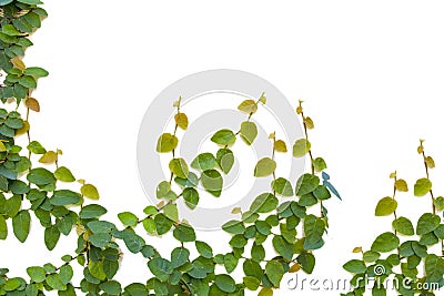 Ficus pumila climbing Stock Photo