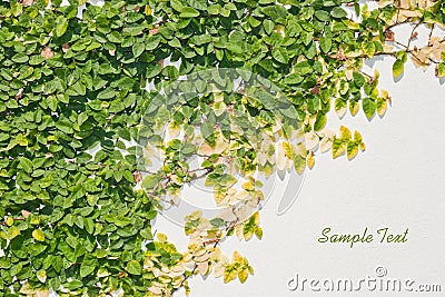 Ficus pumila leaves wall background Stock Photo