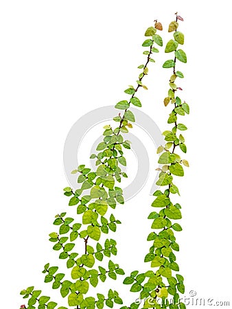 Ficus pumila leaves wall background Stock Photo