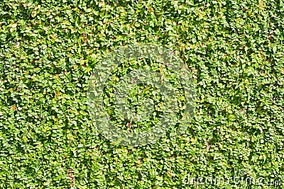 Ficus pumila leaves wall background Stock Photo