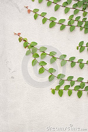 Ficus pumila leaves wall background. Stock Photo