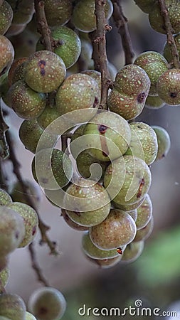 Ficus racemosa (the cluster fig, elo, loa, Ficus glomerata) Stock Photo