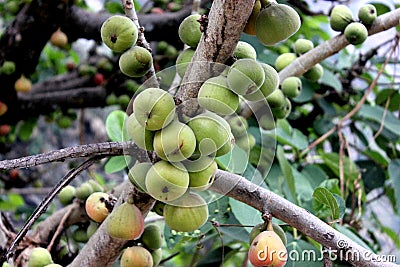 Ficus racemosa, Cluster fig tree, Indian fig tree, Goolar Stock Photo
