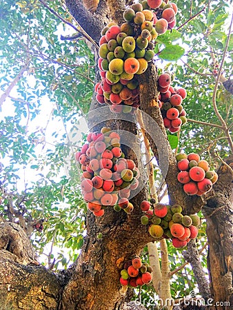 Umbar, Gular fruit tree india Stock Photo