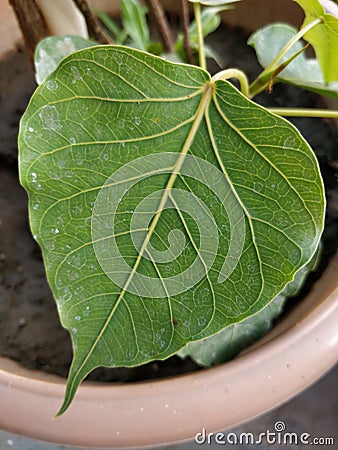 Ficus religiosa or Indian sacred fig peepal leave, bodhi tree, ashwattha tree Stock Photo