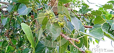 Ficus religiosa or Peepal aswattha fruits Stock Photo