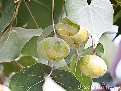 Ficus religiosa or Peepal tree fruit Stock Photo