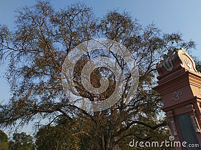 Ficus religiosa or sacred fig Stock Photo