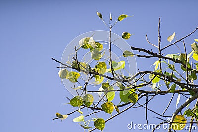 Ficus religiosa or sacred fig or Peepal Tree Leaves Stock Photo