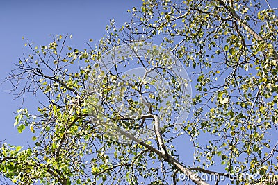 Ficus religiosa or sacred fig or Peepal Tree Leaves Stock Photo