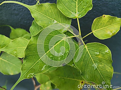 Ficus religiosa or sacred fig is a species of mulberry family.bodhi tree, pippala tree, peepul tree, peepal tree,ashvattha tree. Stock Photo
