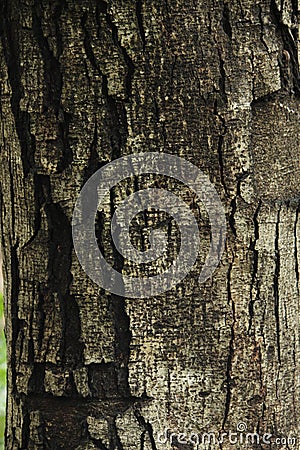 Ficus religiosa wood texture on background Stock Photo