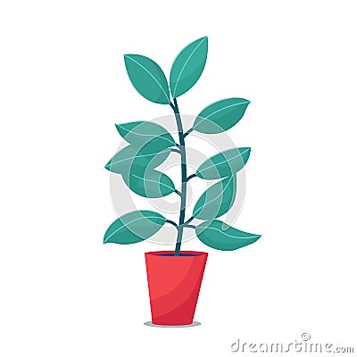 Ficus, rubber plant houseplant in red flowerpot Vector Illustration