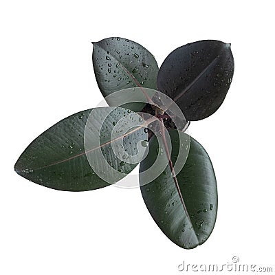 Ficus rubbery in drops of water. Latin name Ficus elastica. Large indoor plant. isolate on white background Stock Photo