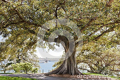 Ficus tree Botanical Garden Sydney, Royal Botanic Gardens Sydney, Australia Stock Photo