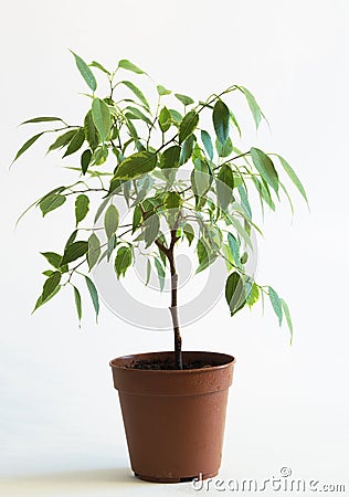 Ficus tree in flowerpot 2 Stock Photo