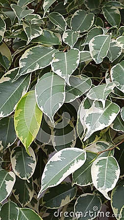 Ficus Tree Leaves Stock Photo