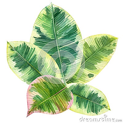 Ficus tropical leaves on isolated white, watercolor drawing, botanical painting, exotic flora Cartoon Illustration