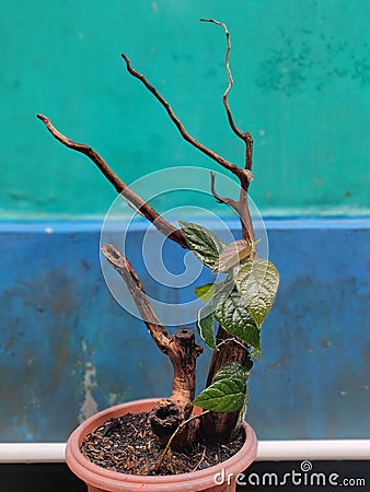 Ficus villosa & x28;Hairy Figs Plant& x29; Stock Photo