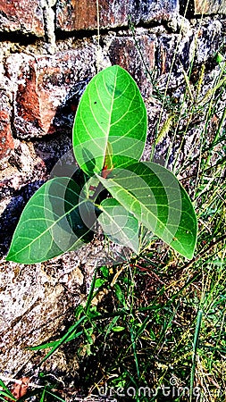Ficus virens plant grown on wall Stock Photo
