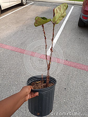 Fiddle fig tree dying leaf curling rescue Stock Photo