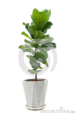 Fiddle leaf fig, Ficus lyrata, plant in circle white pot, Stock Photo