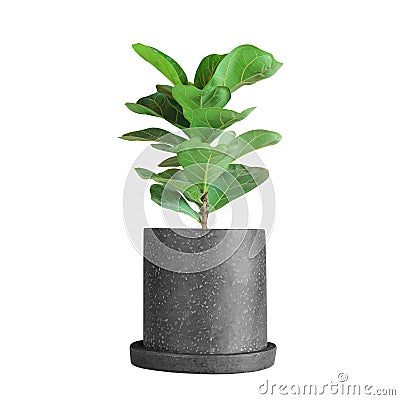 Fiddle-Leaf Fig Tree in Black Terrazzo Pot Isolated on White Background with Clipping Path Stock Photo