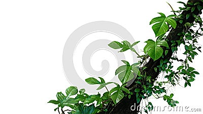 Fiddle leaf philodendron the tropical plant and jungle liana green leaves vines climbing on rainforest tree trunk isolated on Stock Photo