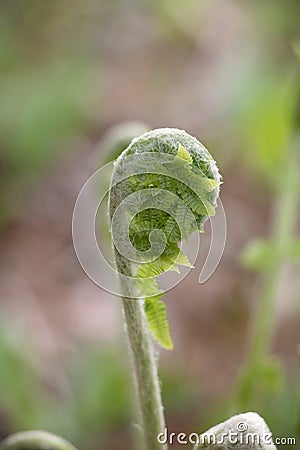 Fiddlehead Transformation into Fern Stock Photo