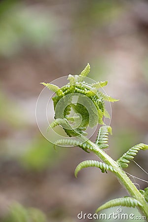 Fiddlehead Transformation into Fern Stock Photo