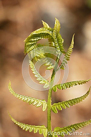 Fiddlehead Transformation into Fern Stock Photo