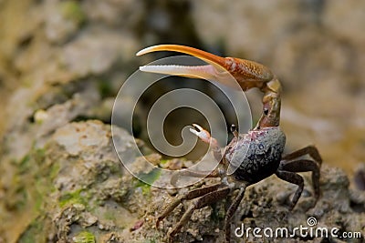 Fiddler crab raising his pinchers Stock Photo