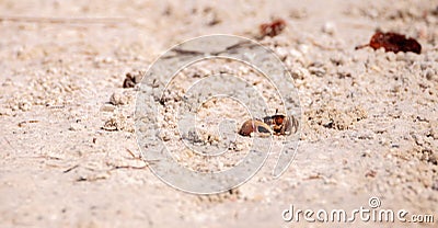 Fiddler crab Uca panacea comes out of its burrow Stock Photo
