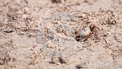 Fiddler crab Uca panacea comes out of its burrow Stock Photo