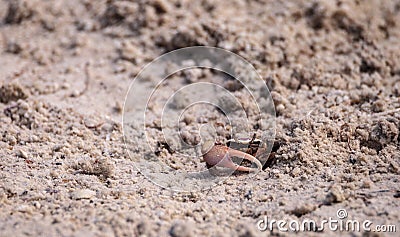 Fiddler crab Uca panacea comes out of its burrow Stock Photo