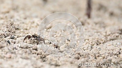 Fiddler crab Uca panacea comes out of its burrow in the marsh Stock Photo