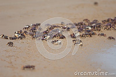 Fiddler crabs Afruca tangeri in the Senegal River. Stock Photo