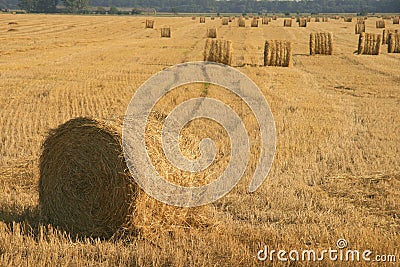 Field Stock Photo